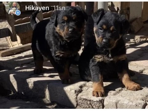 Orj macar yurt dışı üretim rottweiler yavrularımız