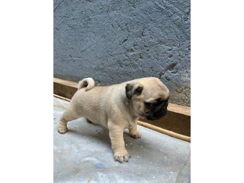 Pug mops (rıfkı) yavruları sizlerle
