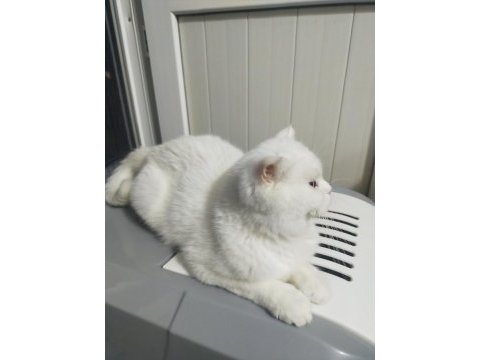 Scottish fold beyaz dişi