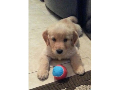 Sağlık ve ırk garantili golden retriever