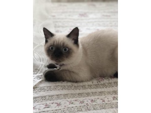 British shorthair blue point