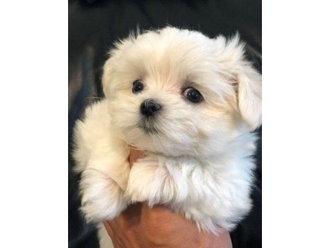 Ruhsatlı çiftlikten maltese terrier yavrular