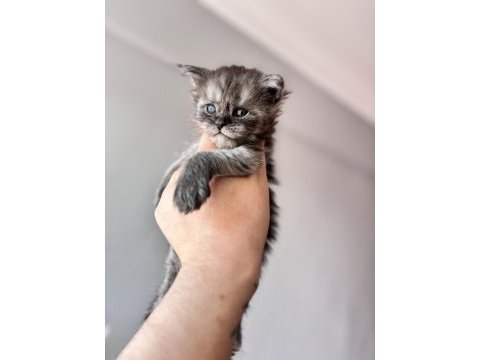 Maine coon türkiye devlerinin markası ayşe arık