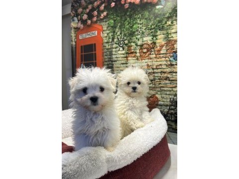 Maltese terrier yavru köpeklerimiz
