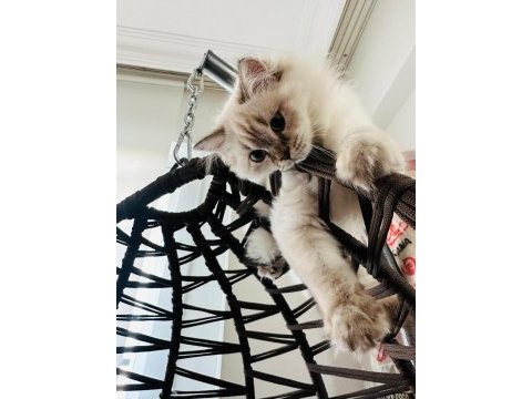 British longhair