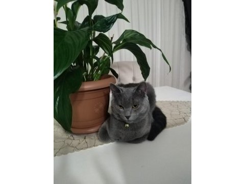 British shorthair