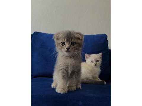Scottish fold erkek kedim