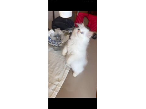 Safkan persian egzotik longhair