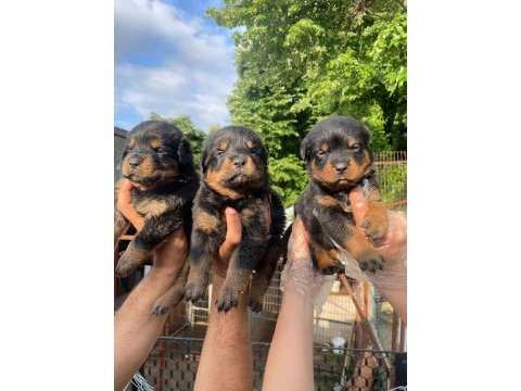 Big koca kafa rottweiler yavrular