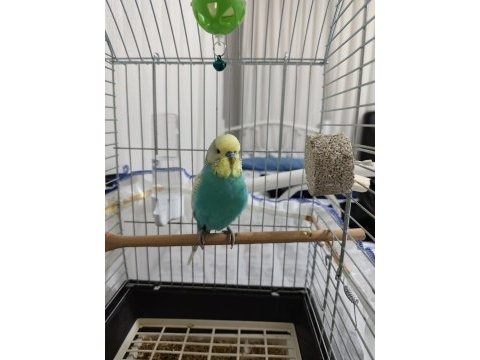 Bakımlı temiz muhabbet kuşu