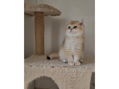 Safkan son 2 yavru kedimiz