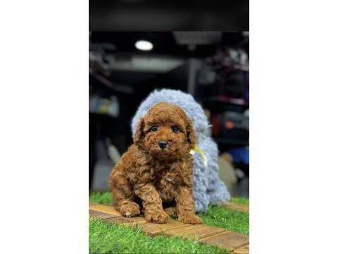 Safkan toy poodle