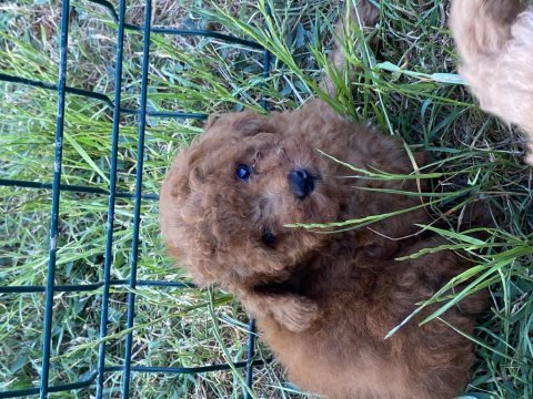 Orjinal toy poodle bebekler