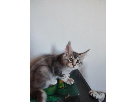 Dernek kayıtlı full şecereli aşıları tamam safkan maine coon