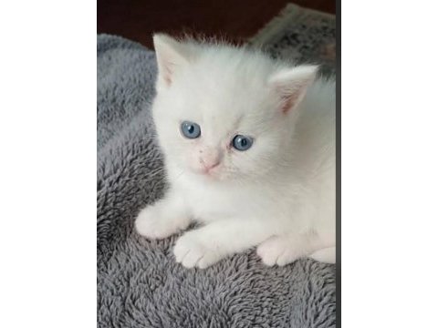 Anne altından veteriner kontrollü kedilerimiz