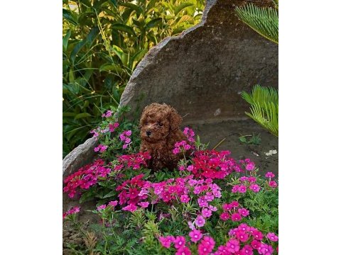 İzmir de orjinal toy poodle garantili