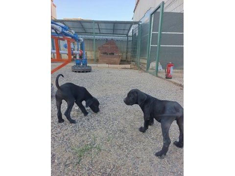 Safkan cane corso yavruları