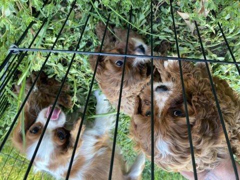 Cavapoo bebekler