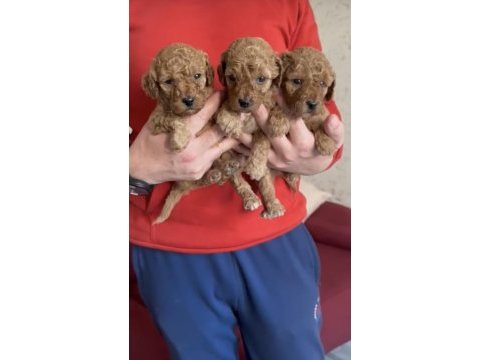 Ev ortamında yetişmiş yavru köpekler