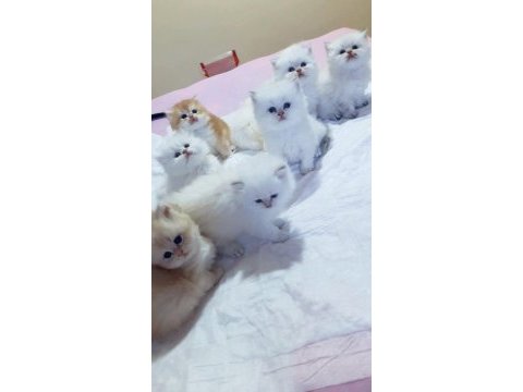 Saf kan british longhair