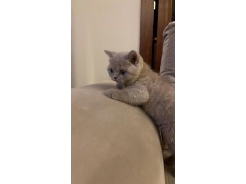 Gri renk ayı suratlı british shorthair