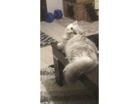 1 yaşında safkan erkek chincilla