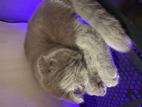 5 aylık scottish fold lilac yavrumuz