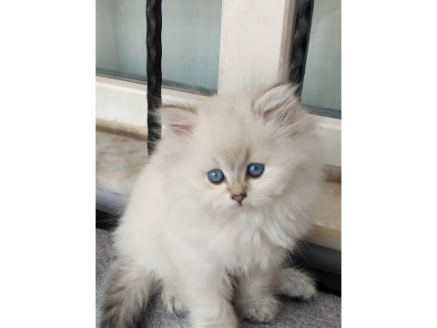 Boncuk gözlü bebek kediler