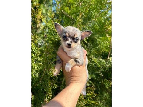 Şivava (chihuahua)