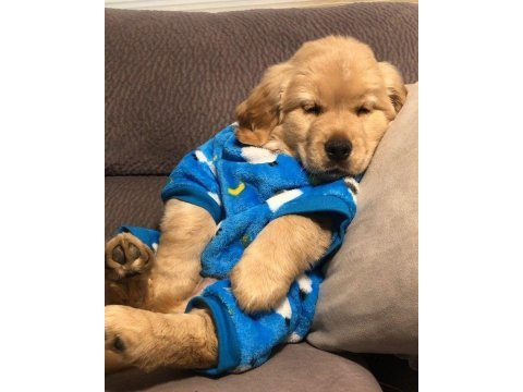 Golden retriever adrese teslim hizmetimiz vardır