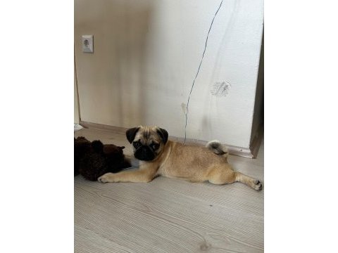 A kalite pug mops