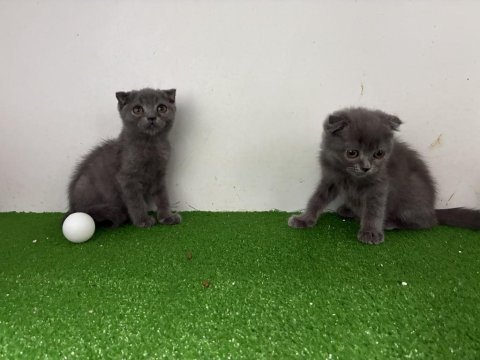 Scottish fold bebekler
