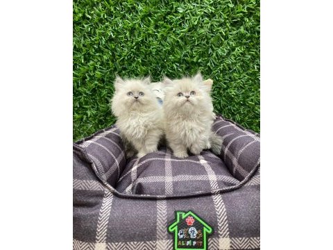 British longhair blue point yavrularımız