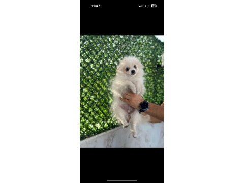 Erkek 3 aylık spitz pomeranian boo