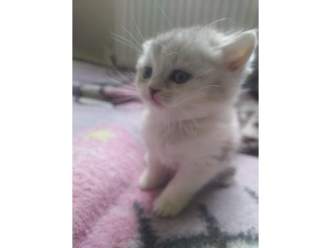 British shorthair ve scottish fold yavruları