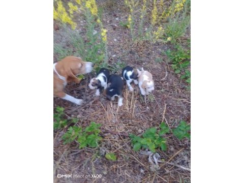 Birbirinden tatlı beagle yavruları