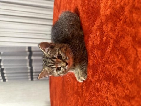 2 aylık erkek british shorthair