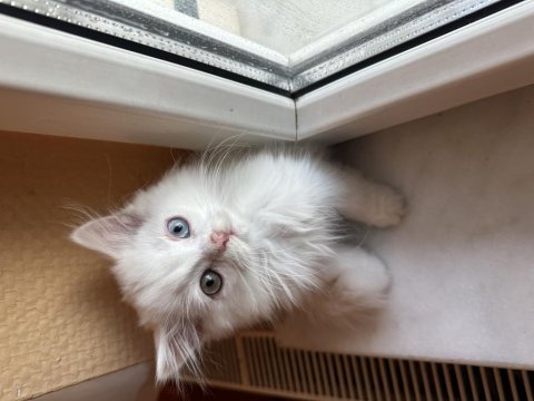 Safkan british longhair yavrular