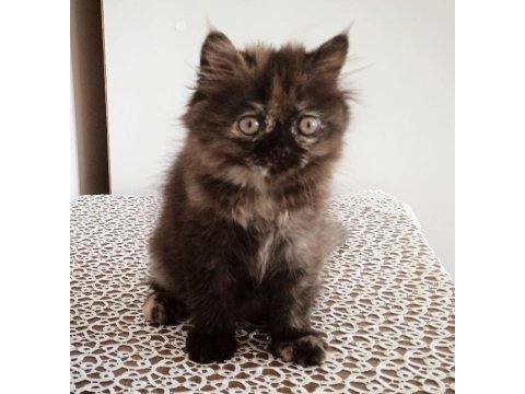 Son 1 yavru persian