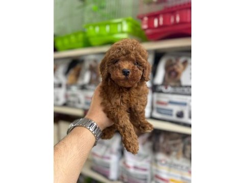 Poodle yavrularımız sizlerle