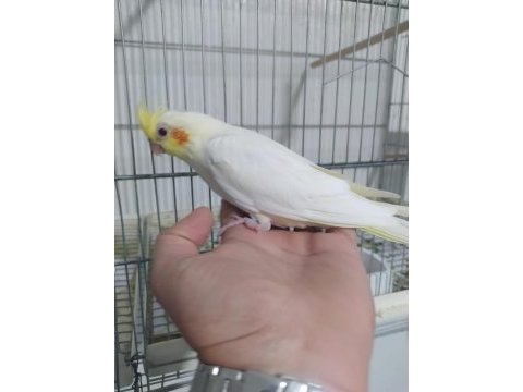 Sultan papağanı 6 aylık