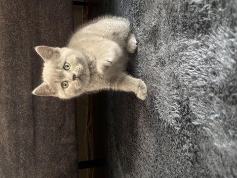 British shorthair erkek yavru