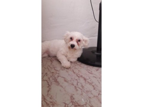 25 ocak doğumlu dişi terrier