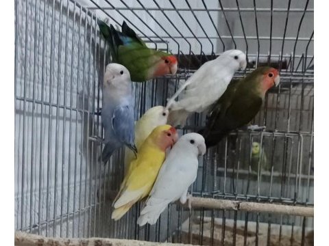 Mükemmel sağlıkta süper sevdalar kaçmaz