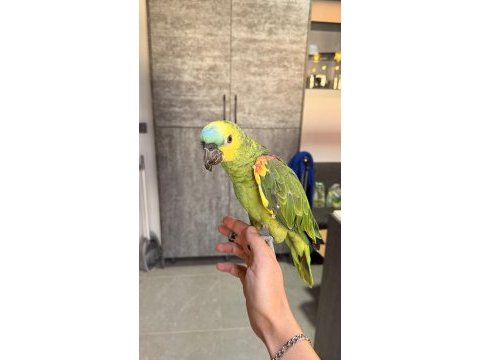 Ele alışkın uysal amazon papağanı rio