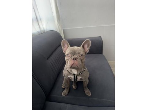 French bulldog 9 aylık erkek