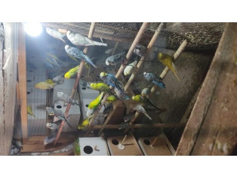 Jumbo muhabbet kuşu ağaçlarıma ait yavrular