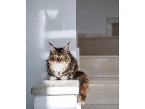 Nadir calico renk maine coon dişi