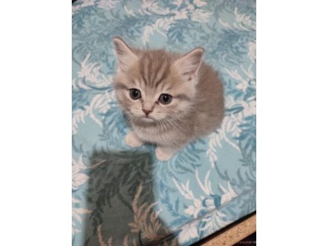 British shorthair minnak yeni yuvasını bekliyor
