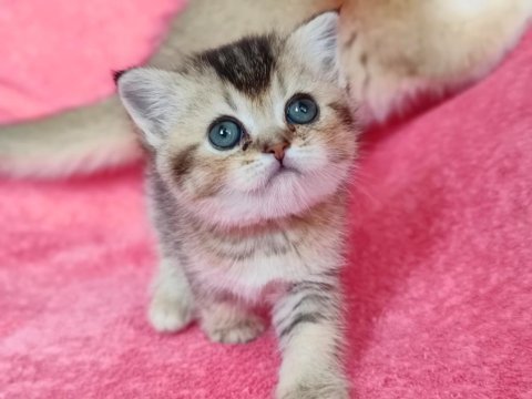 1 buçuk ve 2 aylık dişi ve erkek yavrular